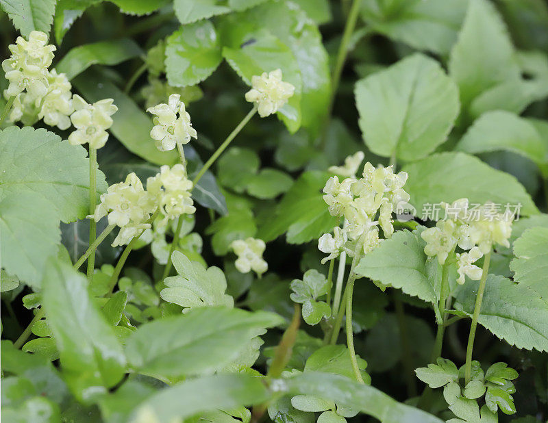 莫沙泰尔(Adoxa moschatellina)